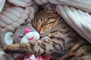 Drømmer katte? Lær om kattens søvnfaser
