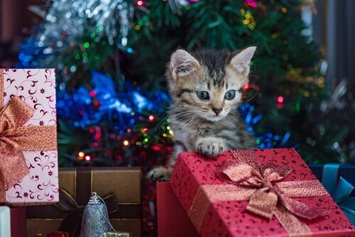 Kat sidder omringet af julegaver