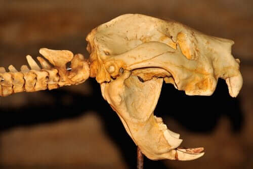 skellet af en pungløve, som er et af Australiens uddøde megafauna