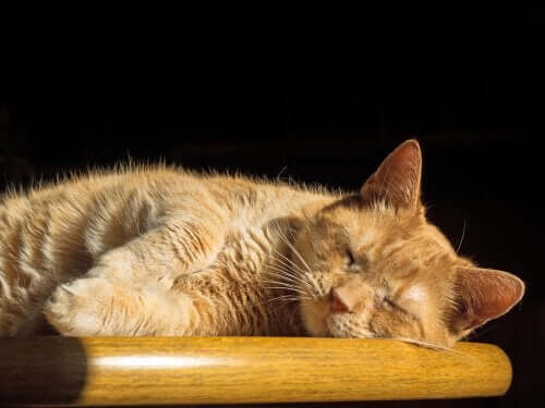 Kattens søvnfaser kan inddeles i to primære faser; REM og ikke-REM.