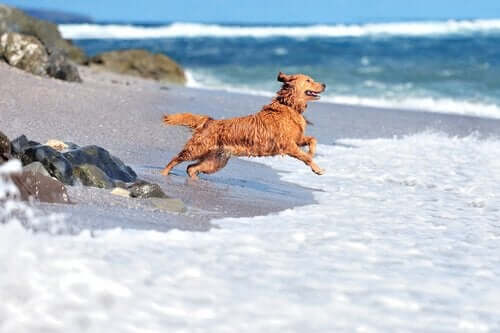 En hund springer og hopper på strand