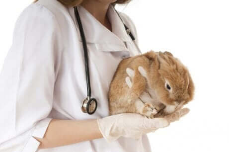 En kanin bliver behandlet af en dyrlæge