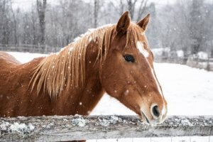 Pleje af din hest om vinteren: Vedligeholdelse af stalden