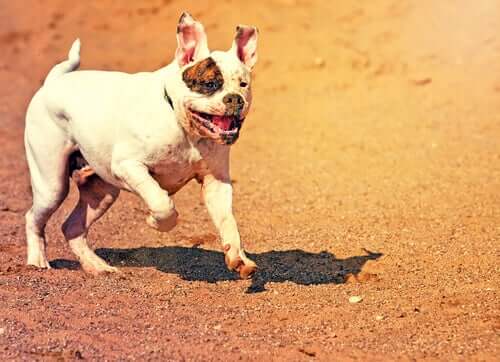 Ikke-anerkendte hunderacer: Amerikansk bulldog
