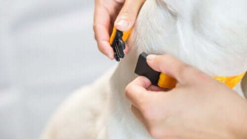 Et anti gø halsbånd er en anordning, der kan sættes på hundens hals og forhindre at hunden gør
