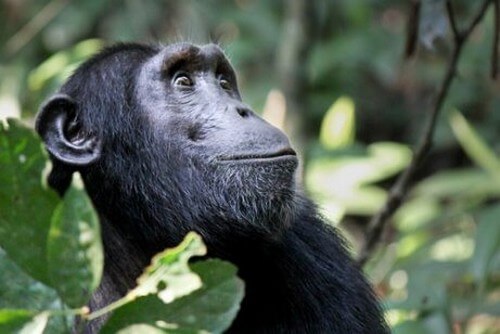Chimpanse sidder i et træ 