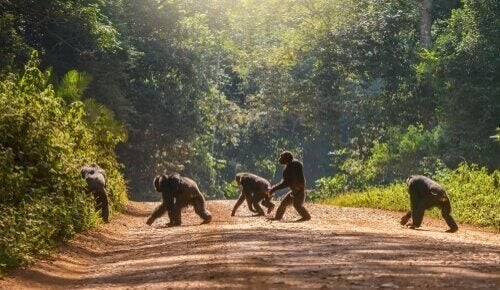 Chimpansekulturen, som er ved at forsvinde