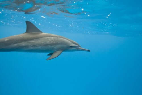 Delfiner lever normalt i tropisk klima