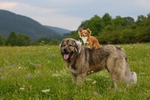 Den store hund har en lille hund på ryggen