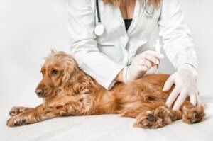 Fakta eller myte: Kan en hund give salmonella?