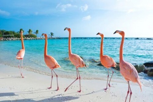Flamingoer går i flok på stranden 
