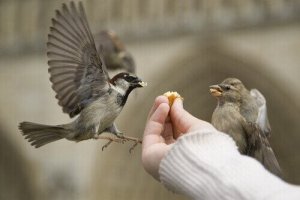 Sådan kan du fodre en fugl korrekt