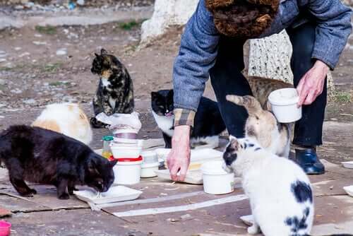 Person er ved at fodre fritlevende katte