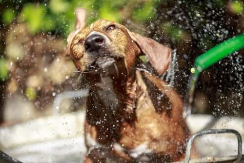 Ejer i gang med at bade en hund med en haveslange