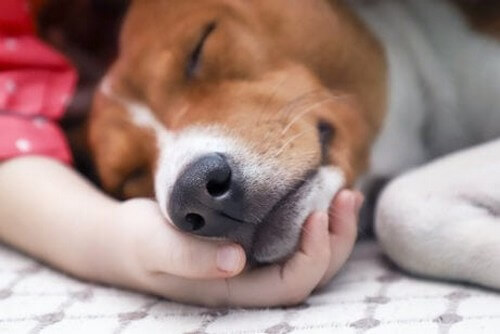 Syg hund ligger og hviler snude på menneskehånd