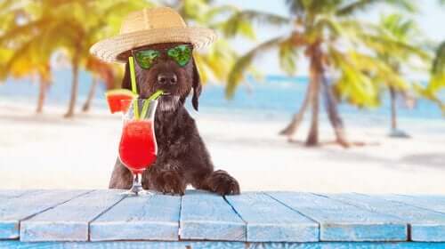 Hunde i varmen med drink og solhat