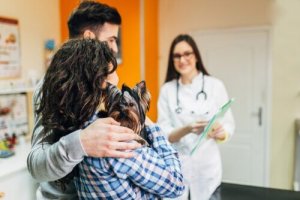 Forholdsregler, når din hund skal til dyrlæge