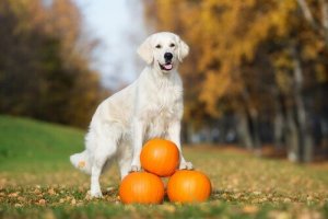 Kæledyr og kost: Fordelene ved græskar til hunde