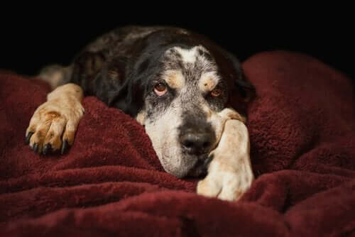 Sløj hund på tæppe illustrerer ældre hunde med diarré 
