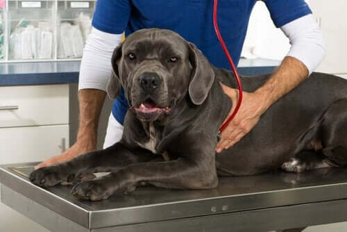 En hund bliver tjekket ved dyrlæge