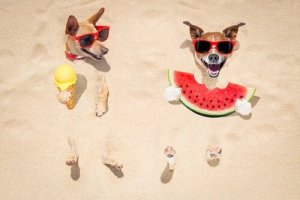 Hunde i varmen kan have svært ved at spise