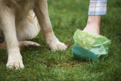 Pose til gåtur med hunden kan gøre, at en hund ikke kan give salmonella