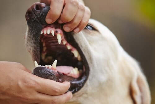 Behandling af tandkødsbetændelse hos hunde