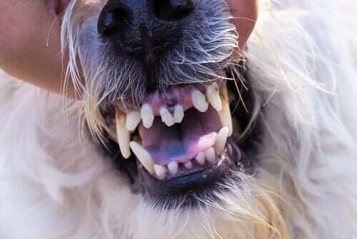 En hund med åben mund viser tandkødsbetændelse hos hunde