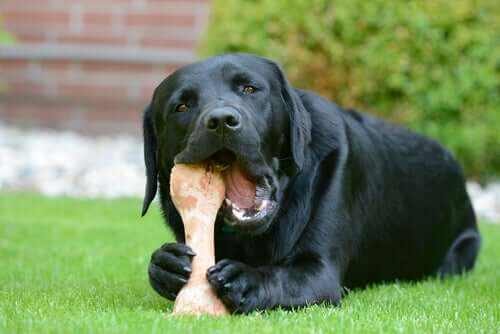 Hund gnaver kødben som eksempel på legetøj til hundens tænder