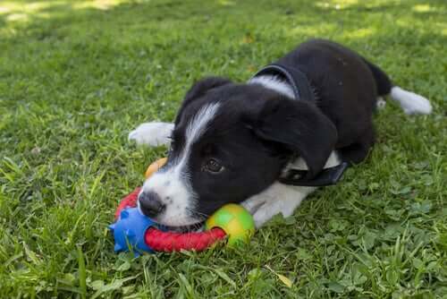 lille hund med legetøj i have