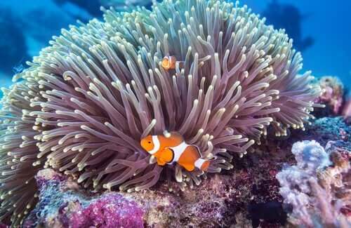 Blandt dyrelivet ved great barrier reef kan man blandt andet støde på klovnfisk