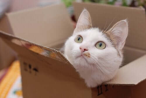 Kat gemmer sig i en papkasse