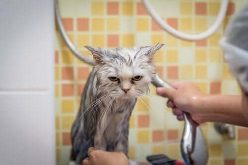 katten får et bad