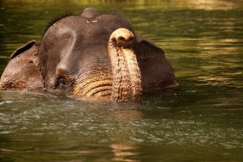 Sumatraelefant svømmer i sø