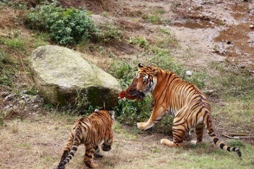 Sydkinesiske tigre er blandt truede dyrearter 
