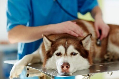 En syg hund bliver undersøgt af dyrlægen