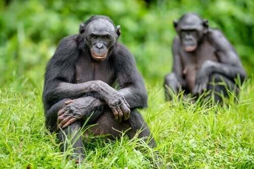 Bonoboerne var de primater fanget på kamera, der reagerede stærkest overfor kamerafælderne