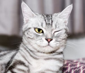 Øjensygdomme hos katte: Forebyggelse og behandling