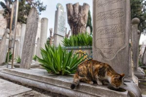Istanbul er kendt som kattenes by