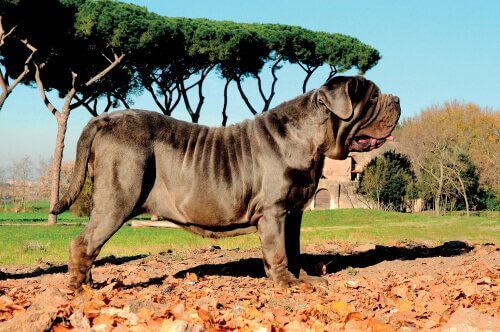 Den napolitanske mastiff er en af de mest kendte molosser hunderacer