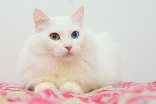 hvid kat med forskelligfarvede øjne