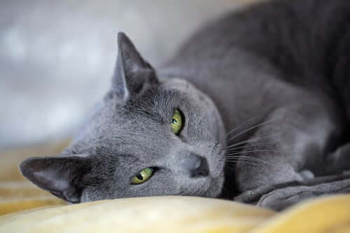 Korthårede katte: Russian Blue