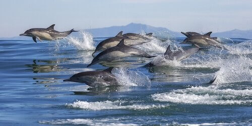 Delfiner rejser sammen i grupper og jager i grupper