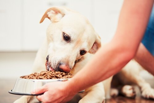 Hund, der spiser mad fra skål