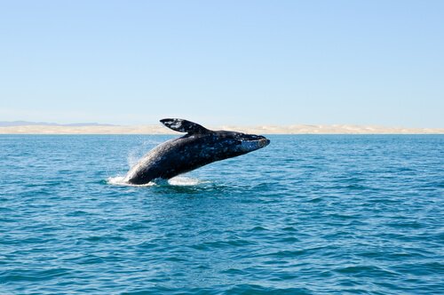 Uddøde hvaler opdaget ud for Spaniens kyst