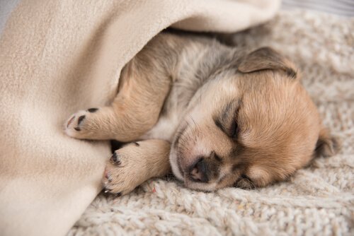 Lille hund sover under tæppe