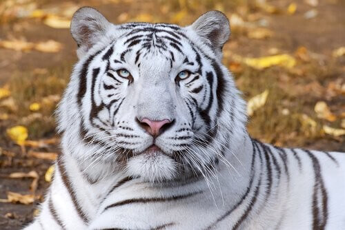 Den hvide tiger inspirerer refleksion 