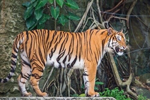 Den indokinesiske tiger lever mange steder i Asien 