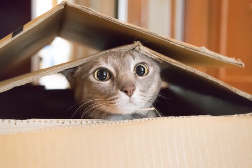 Kat gemmer sig i papkasse