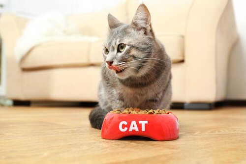 Kat med madskål illustrerer at opdrage en kat